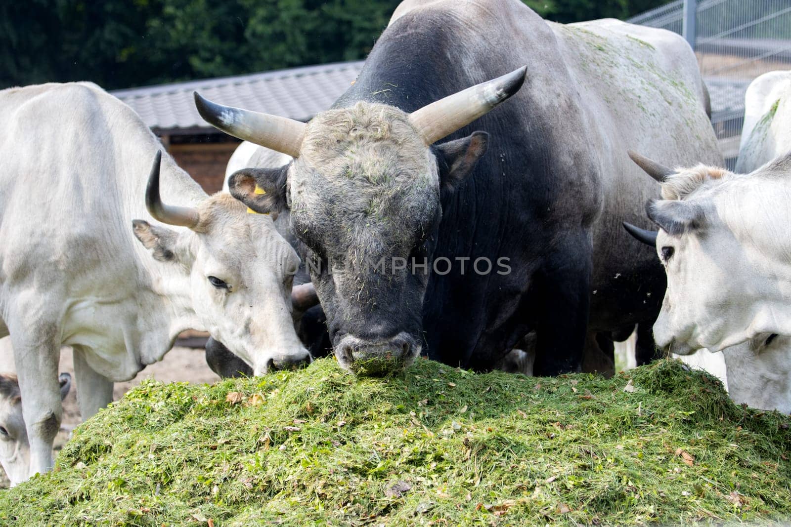 bull and cows eating green silage on a farm , summer