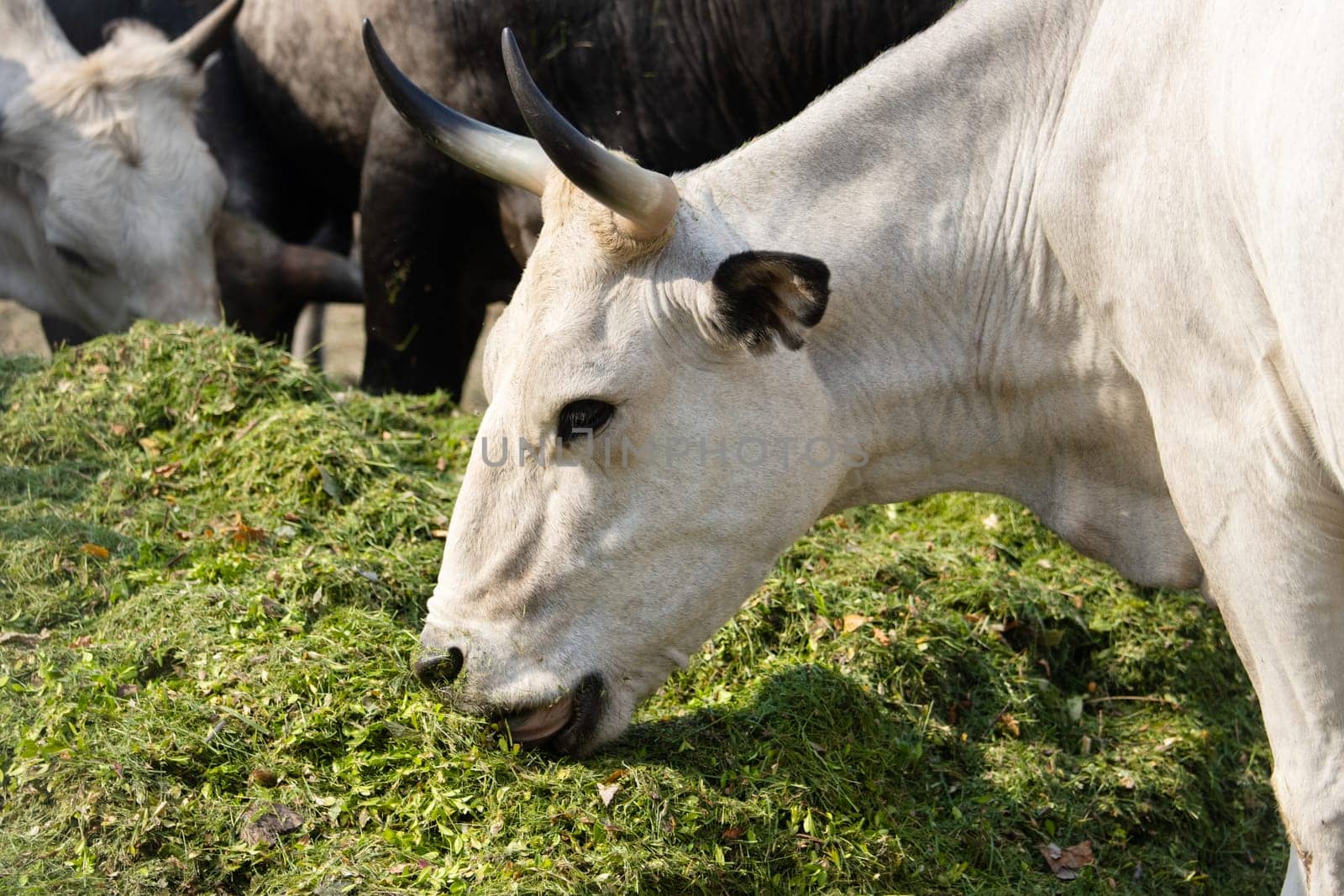 cow eating green silage on a farm , summer