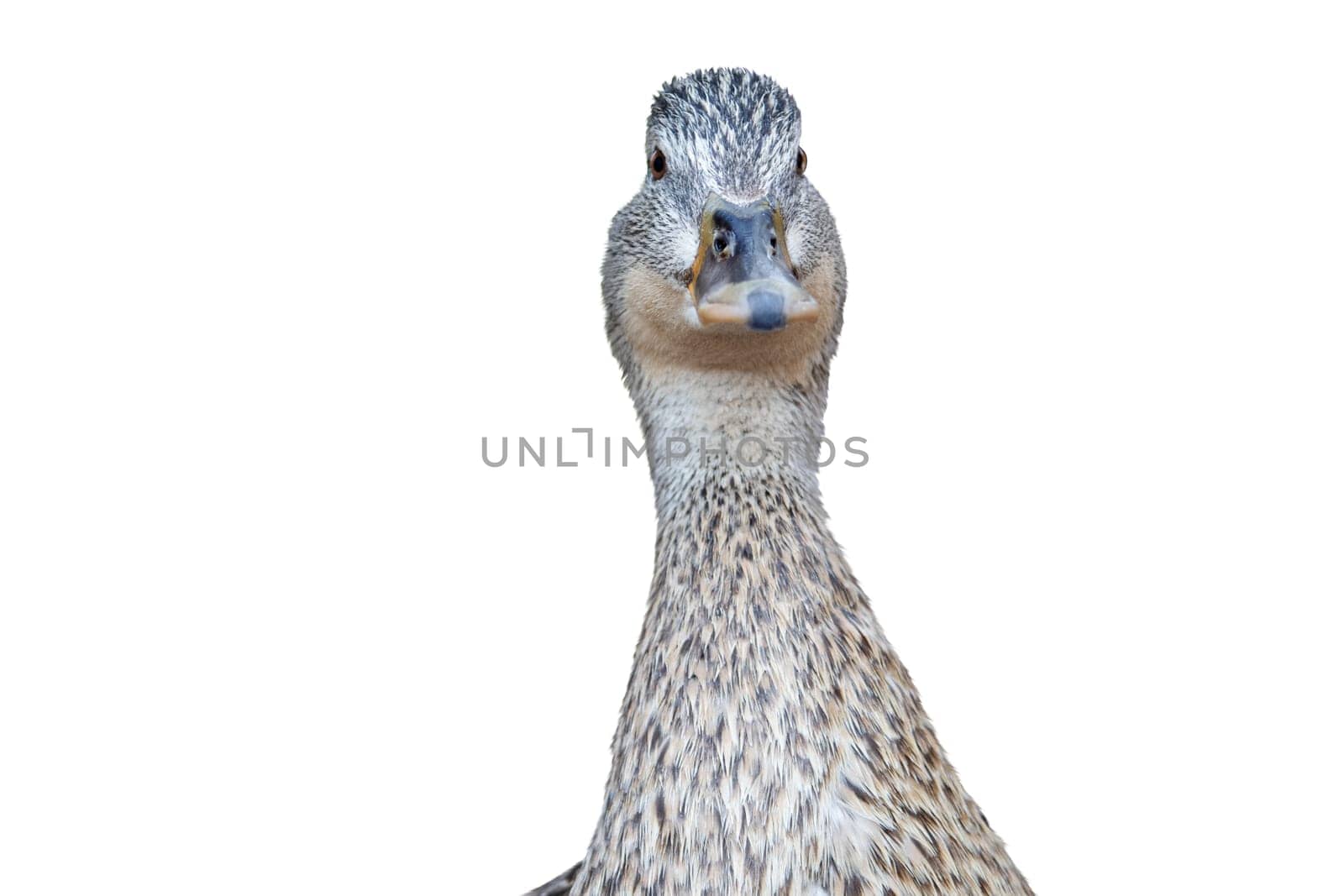 duck looking at camera with interest isolated on white , summer