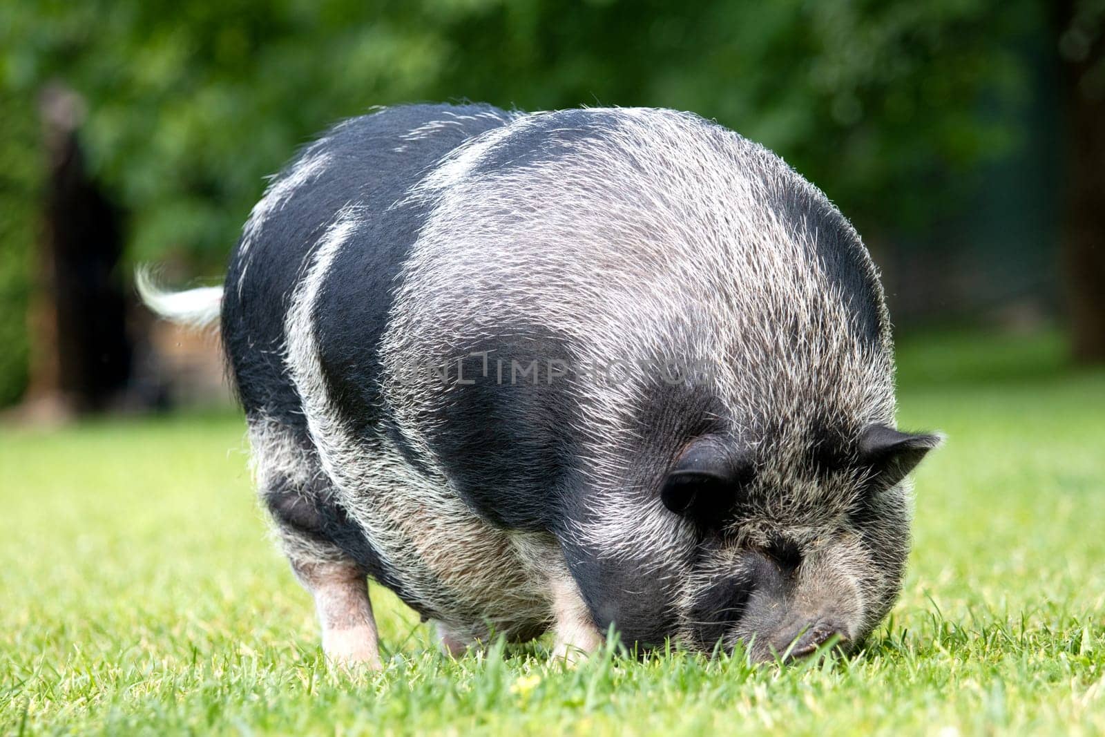 fat boar on a green lawn , summer