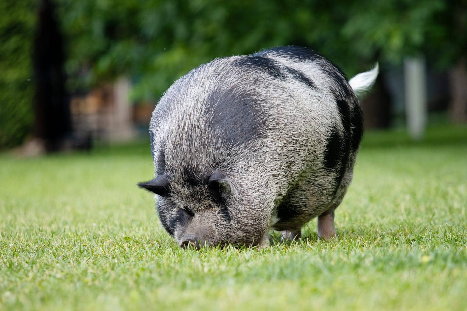 fat cute boar on a green meadow , summer