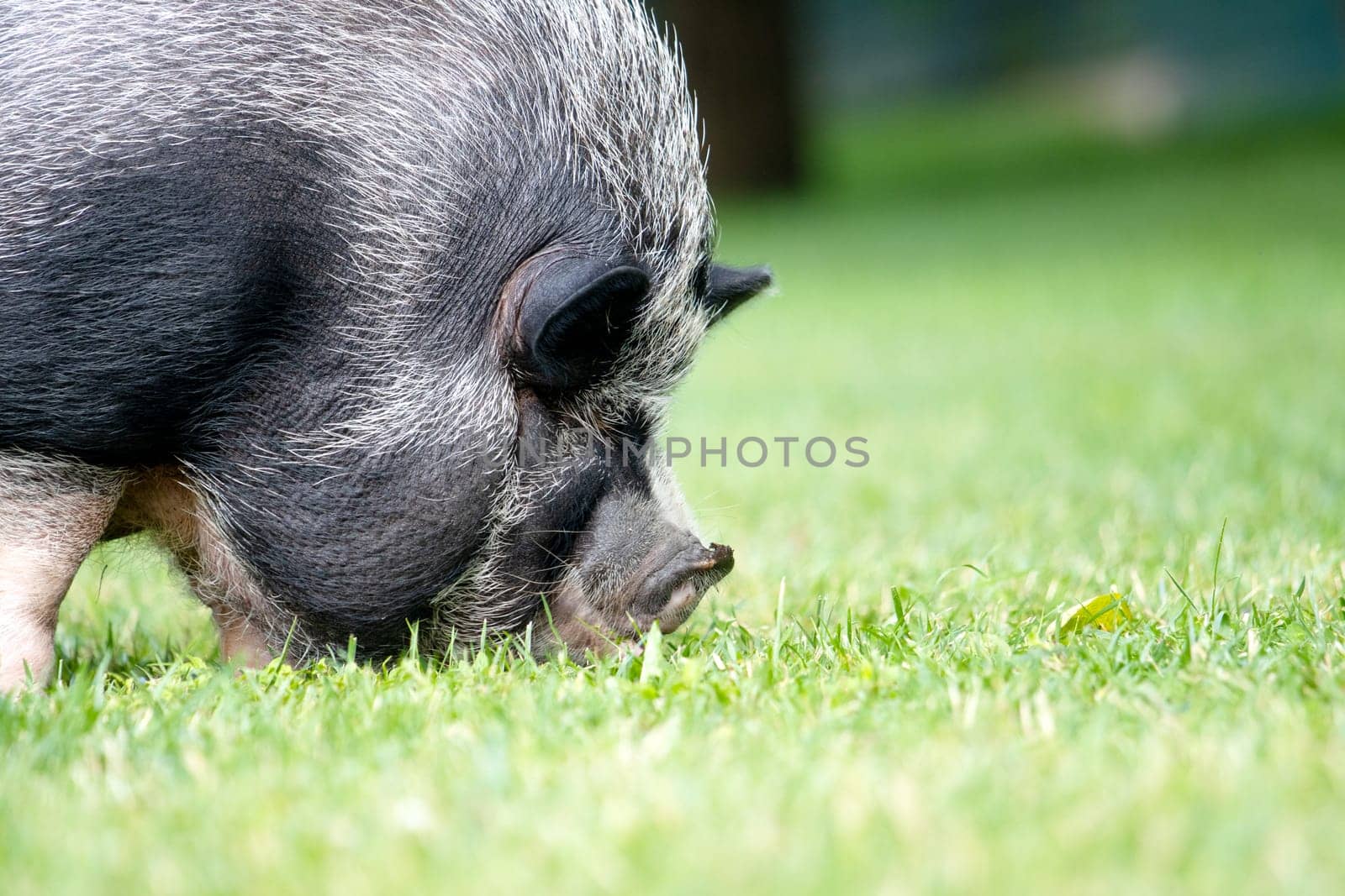 fat cute boar, close-up of the muzzle on a green meadow , summer