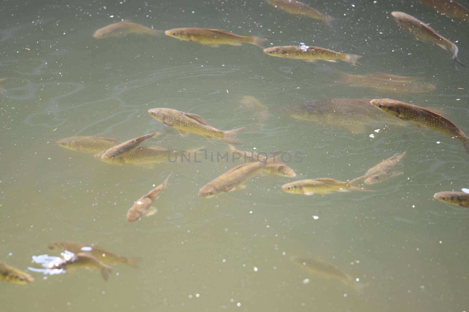flock of fish swims in muddy city water , summer