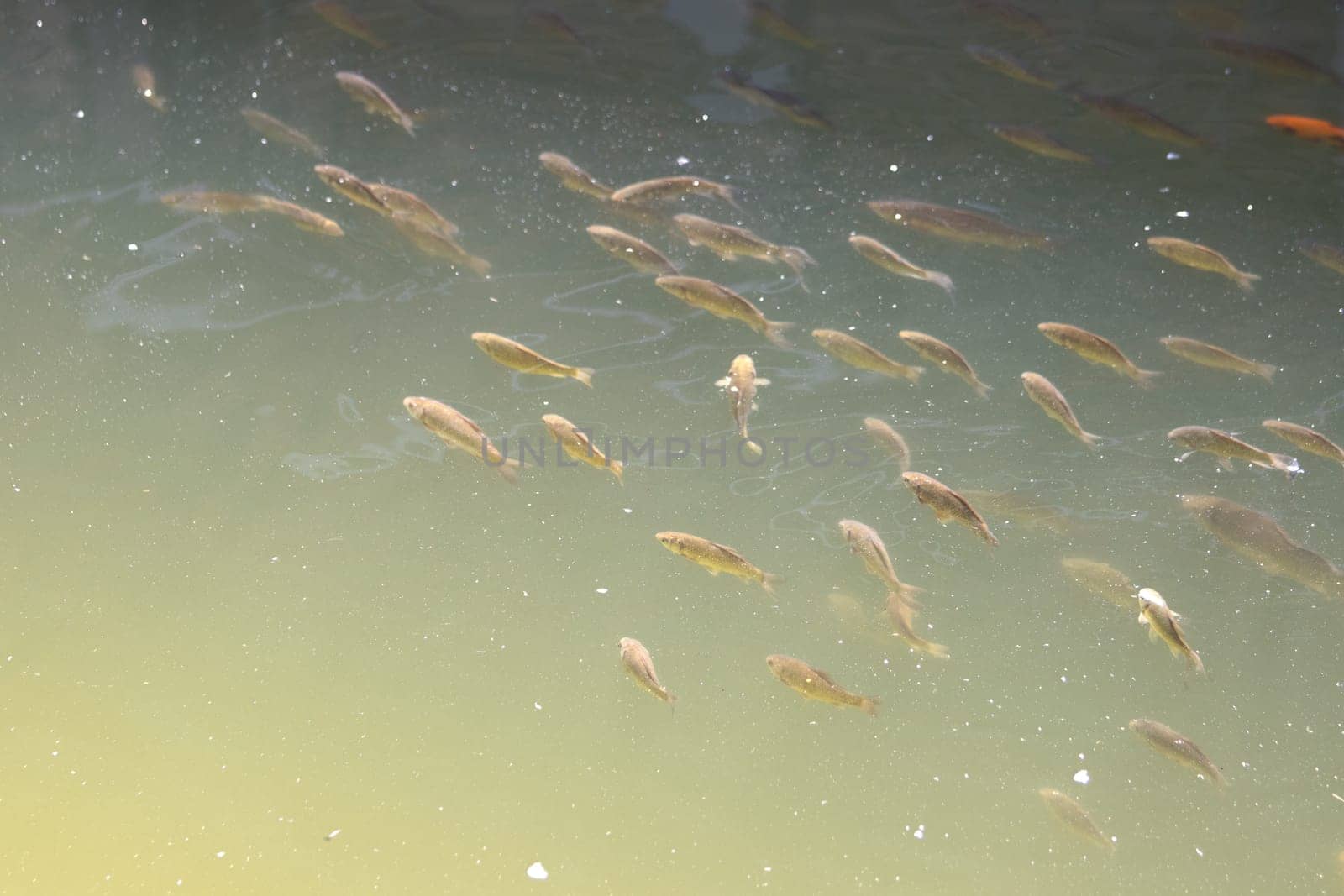 flock of fish swims in troubled water , summer