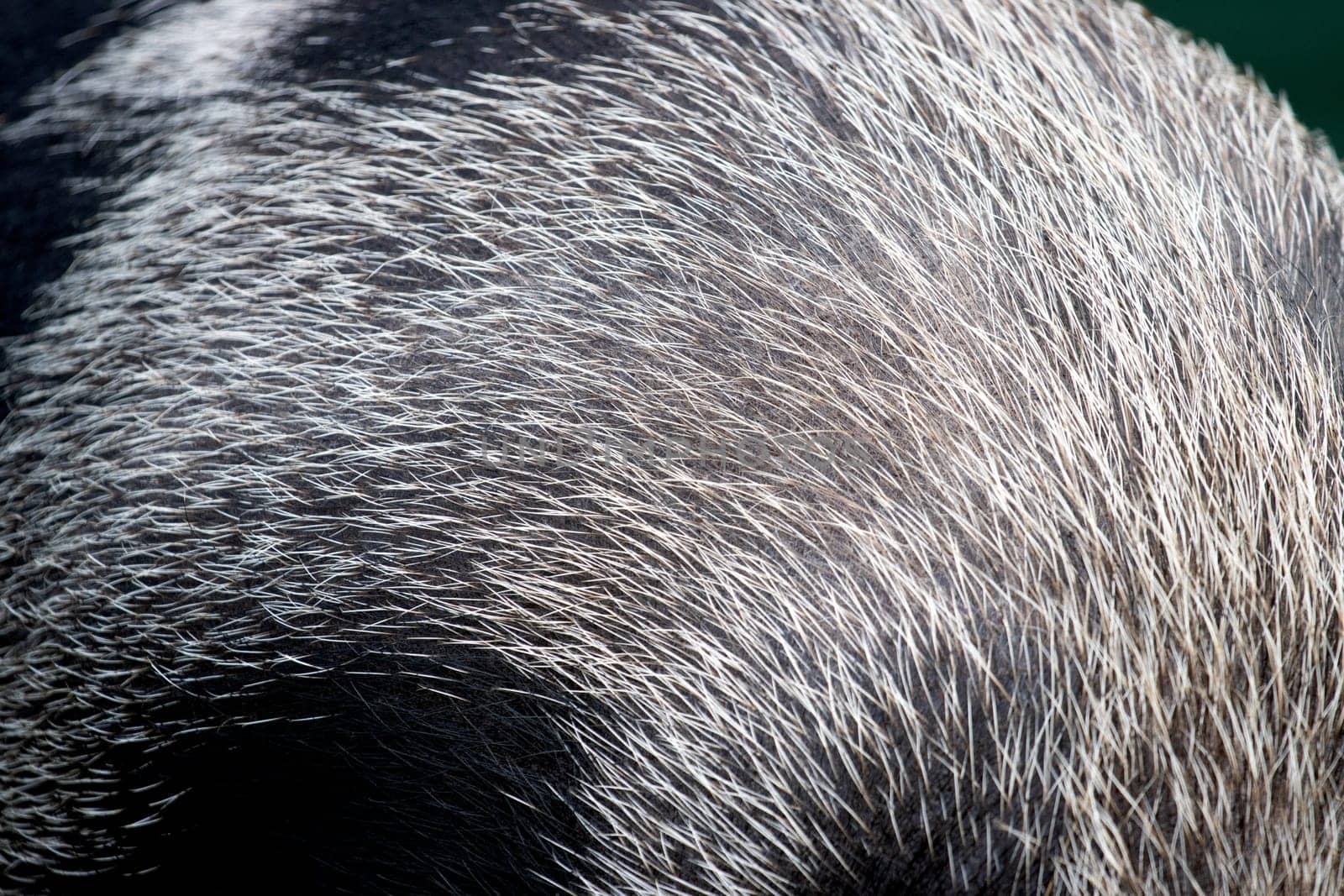 fur on a boar's mane close-up , summer