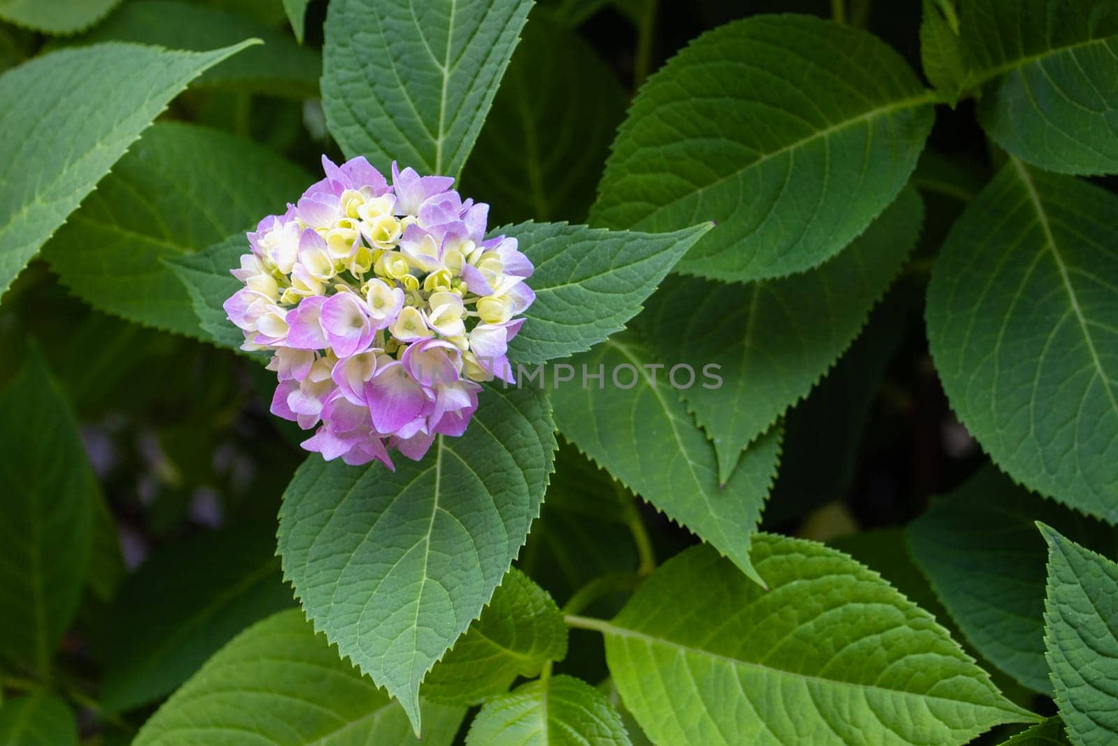 hydrangea flower among green leaves , summer