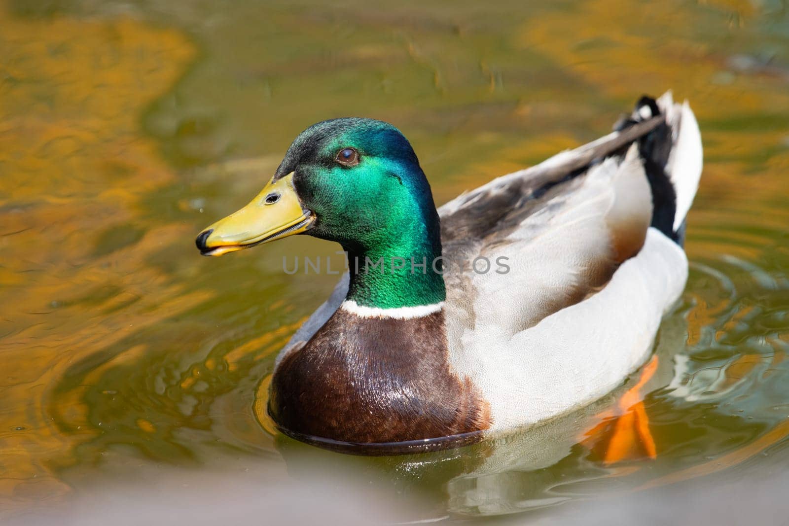 mallard drake swims on a beautiful spring lake , summer