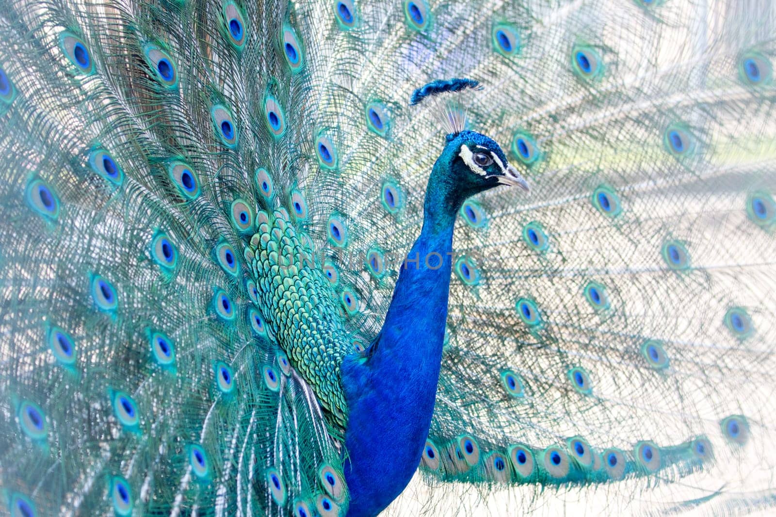 peacock with a beautiful open beautiful tail , summer