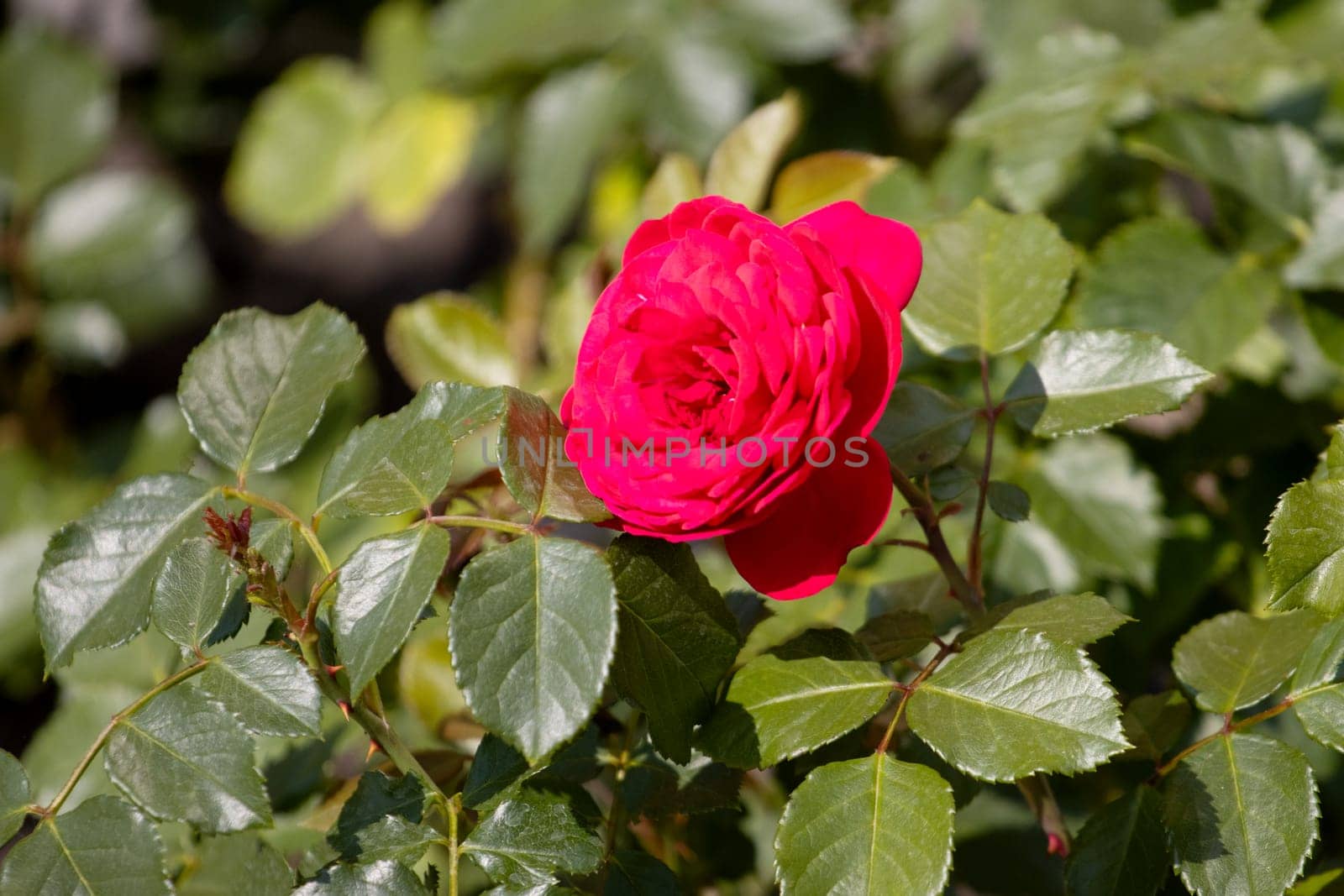 red rose in spring park , summer