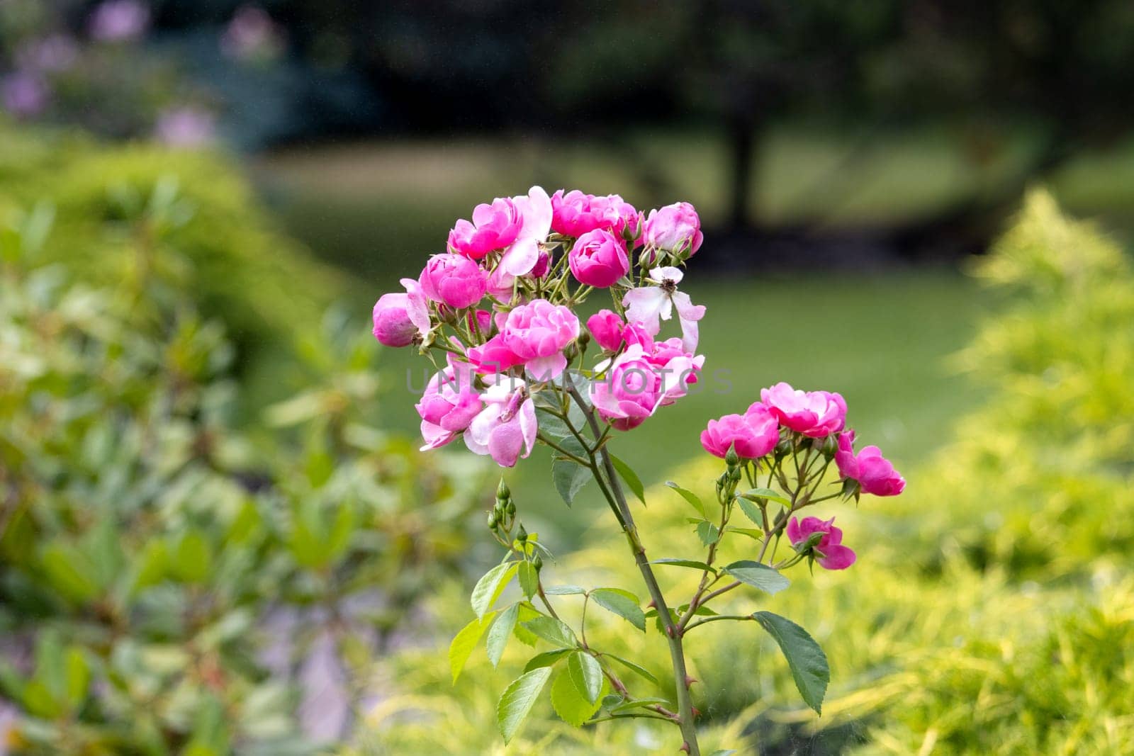 pink roses among spring greenery , summer