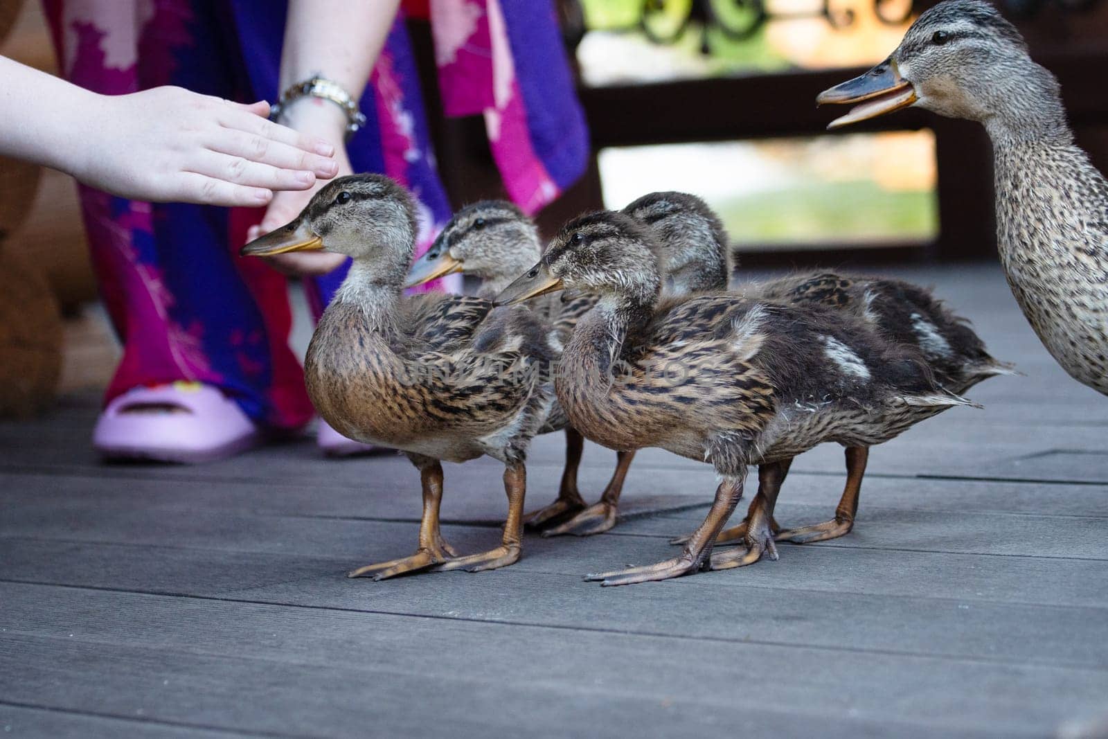 People feed mallards in the park , summer