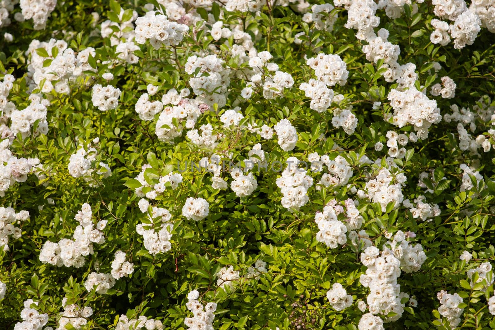 small white roses beautiful spring texture , summer
