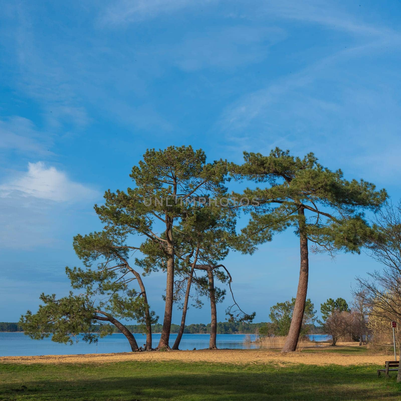 Tranquil view of Pin et Plage at Lac Sanguinet in Gironde, France, featuring lush trees along the shore under a clear sky.