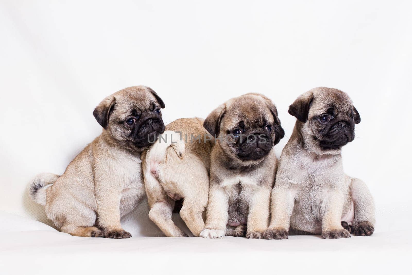 Pug - a small decorative dog, which has long been kept know. A dog with a lively, cheerful and at the same time balanced character, noble and affectionate to the owner.