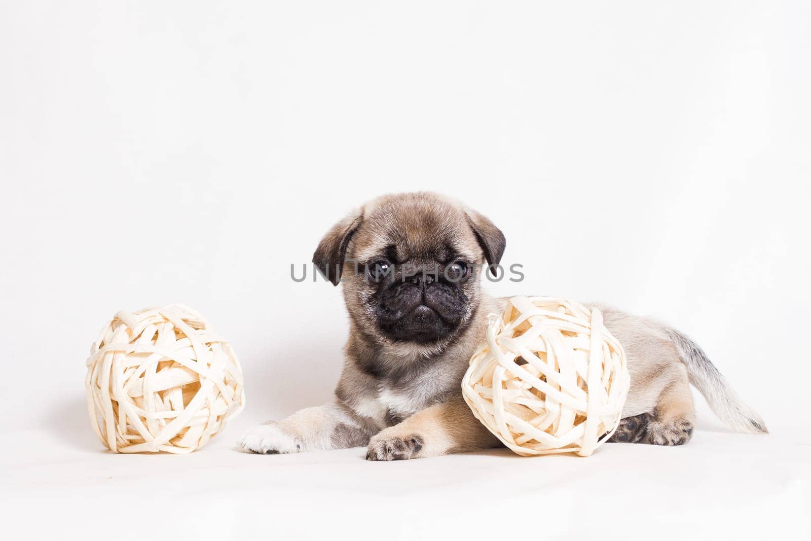Pug - a small decorative dog, which has long been kept know. A dog with a lively, cheerful and at the same time balanced character, noble and affectionate to the owner.