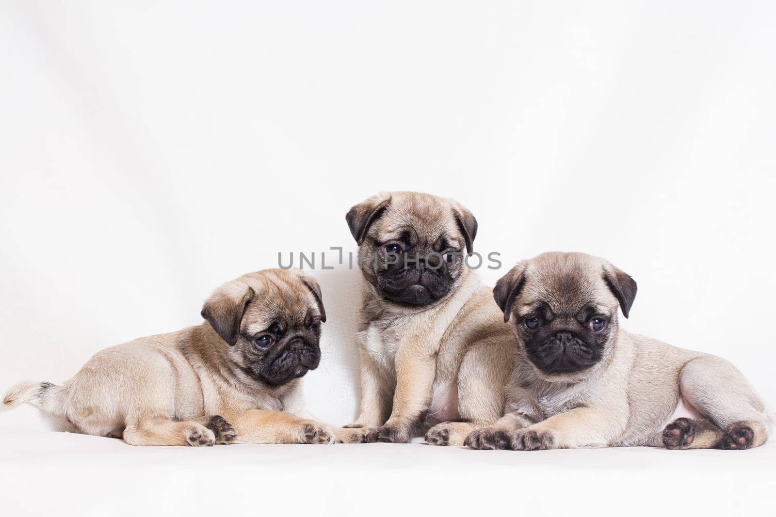 Pug - a small decorative dog, which has long been kept know. A dog with a lively, cheerful and at the same time balanced character, noble and affectionate to the owner.