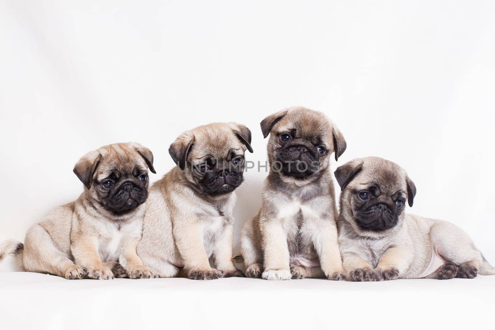 Pug - a small decorative dog, which has long been kept know. A dog with a lively, cheerful and at the same time balanced character, noble and affectionate to the owner.