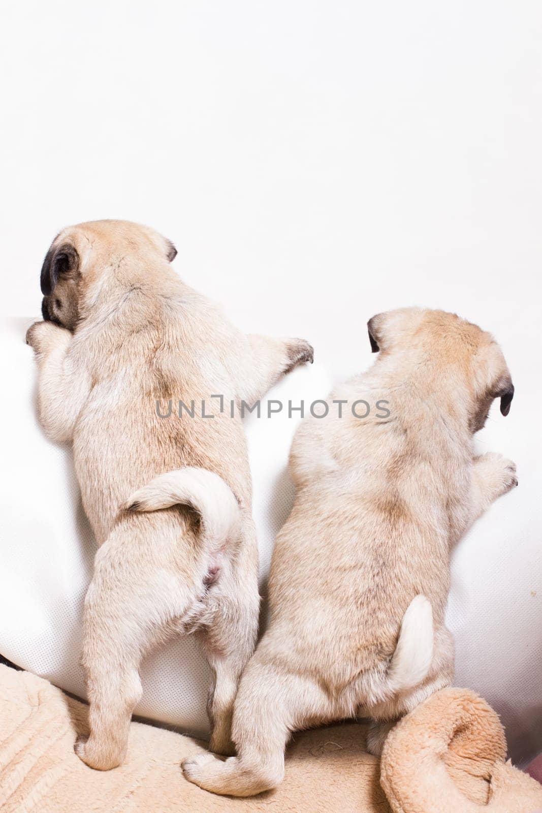 Pug - a small decorative dog, which has long been kept know. A dog with a lively, cheerful and at the same time balanced character, noble and affectionate to the owner.
