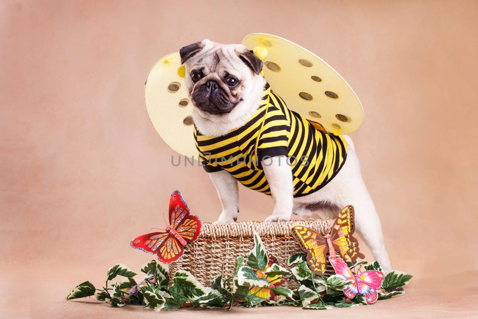 Pug - a small decorative dog, which has long been kept know. A dog with a lively, cheerful and at the same time balanced character, noble and affectionate to the owner.
