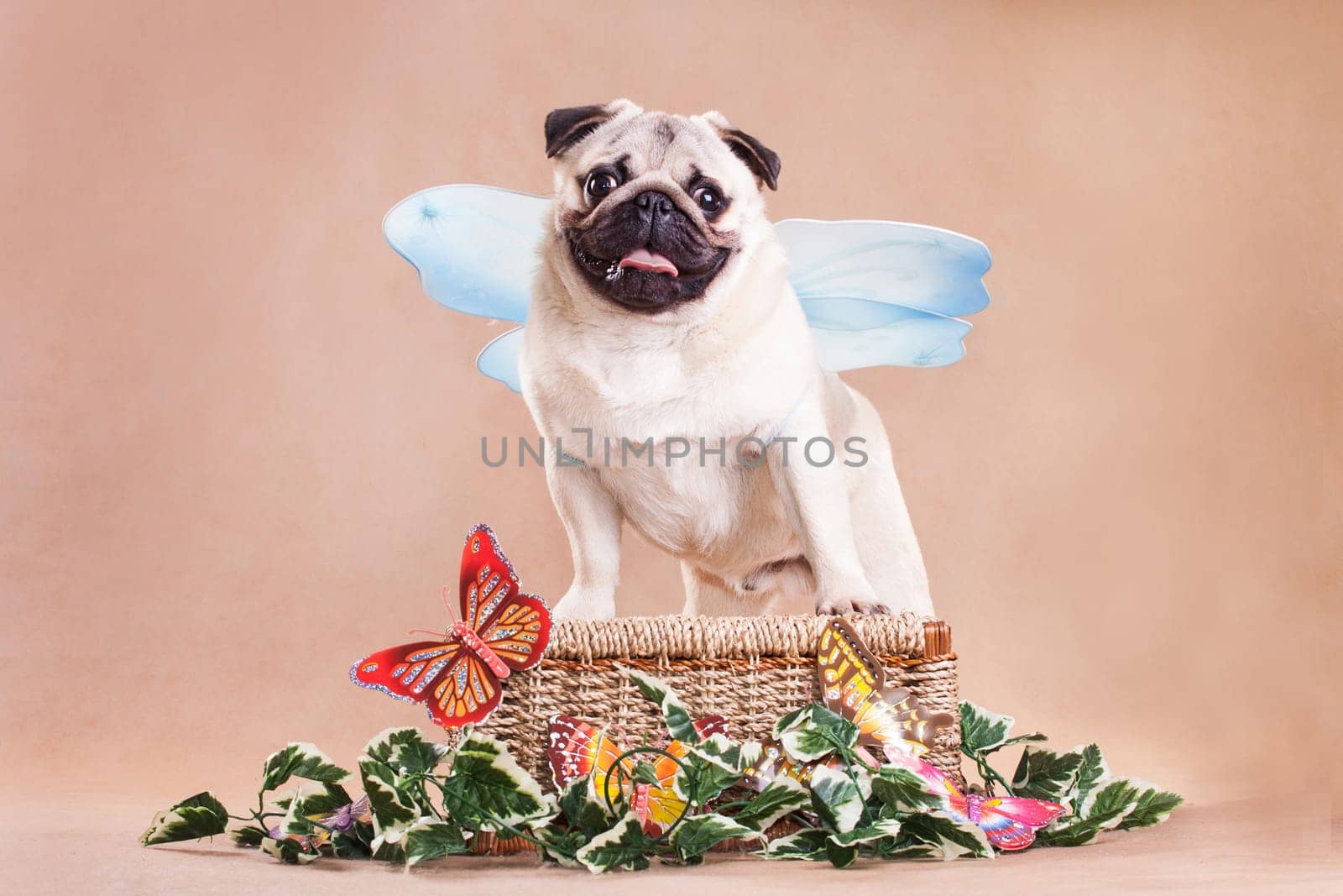 Pug - a small decorative dog, which has long been kept know. A dog with a lively, cheerful and at the same time balanced character, noble and affectionate to the owner.