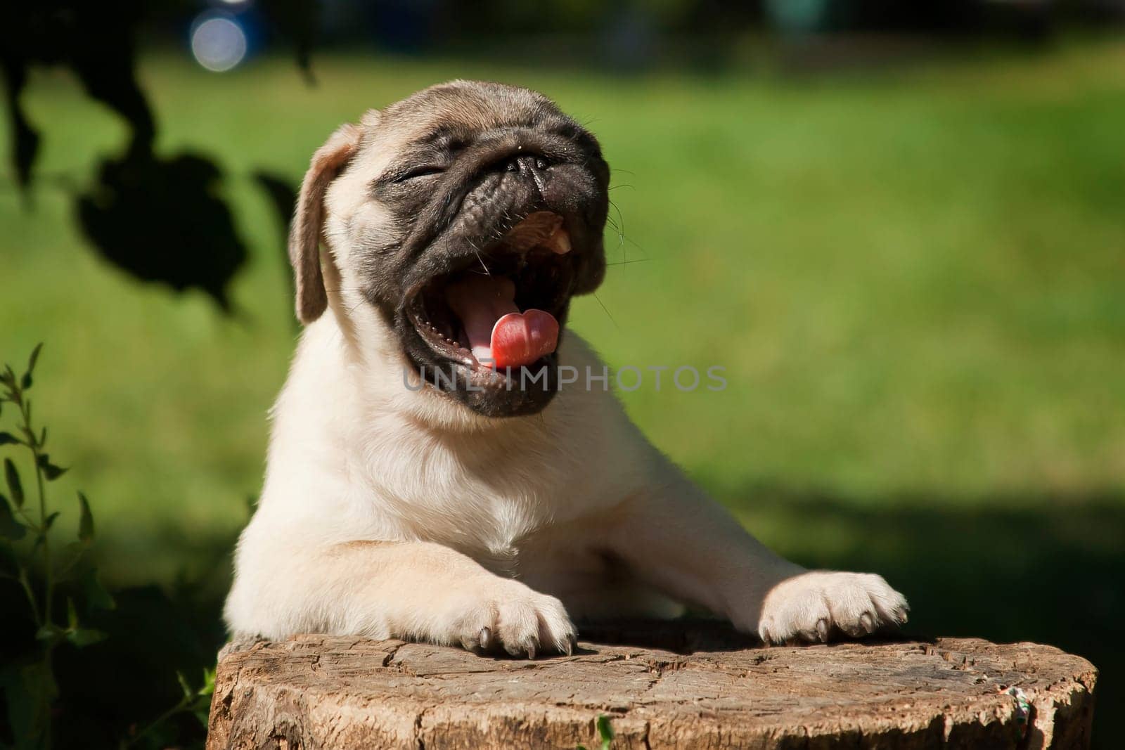 Pug - a small decorative dog, which has long been kept know. A dog with a lively, cheerful and at the same time balanced character, noble and affectionate to the owner.