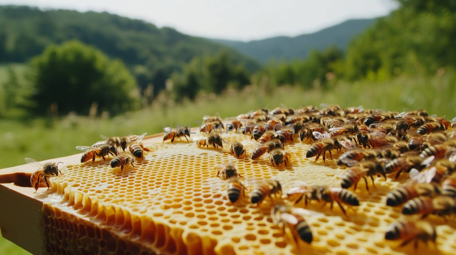 Bees and cocoons with pollen in honeycombs close-up as background, honey and beekeeping concept