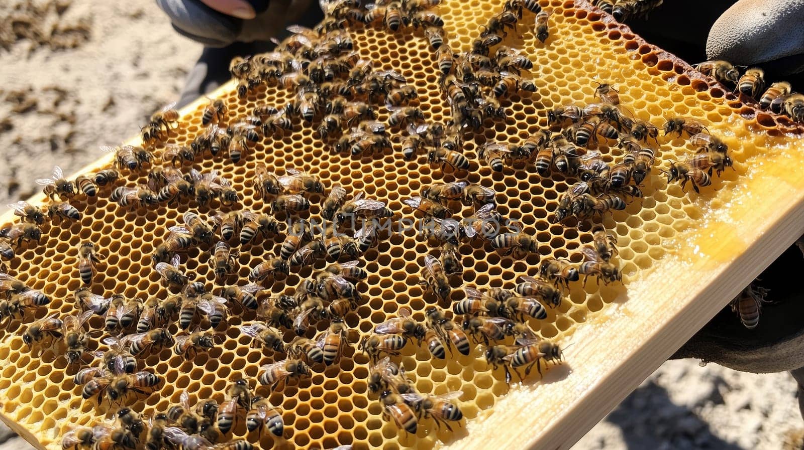 Many bees and cocoons with pollen in honeycombs close-up as background, honey and beekeeping concept