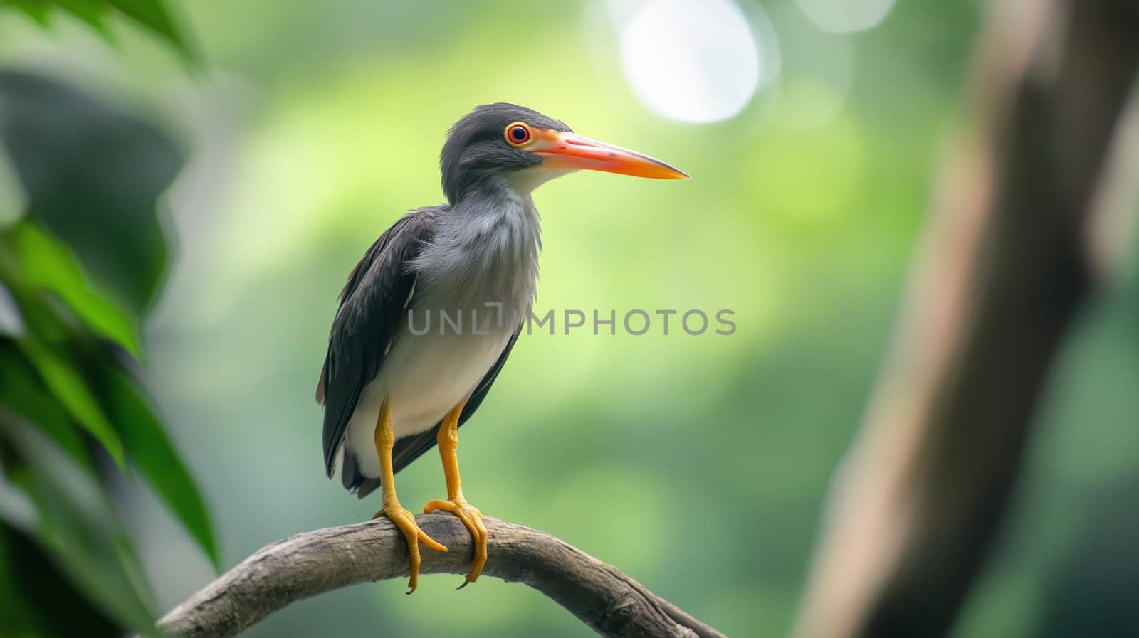 A boat-billed heron bird with a distinctive red beak perched on a branch in forest, grey feathers blending with the surrounding foliage