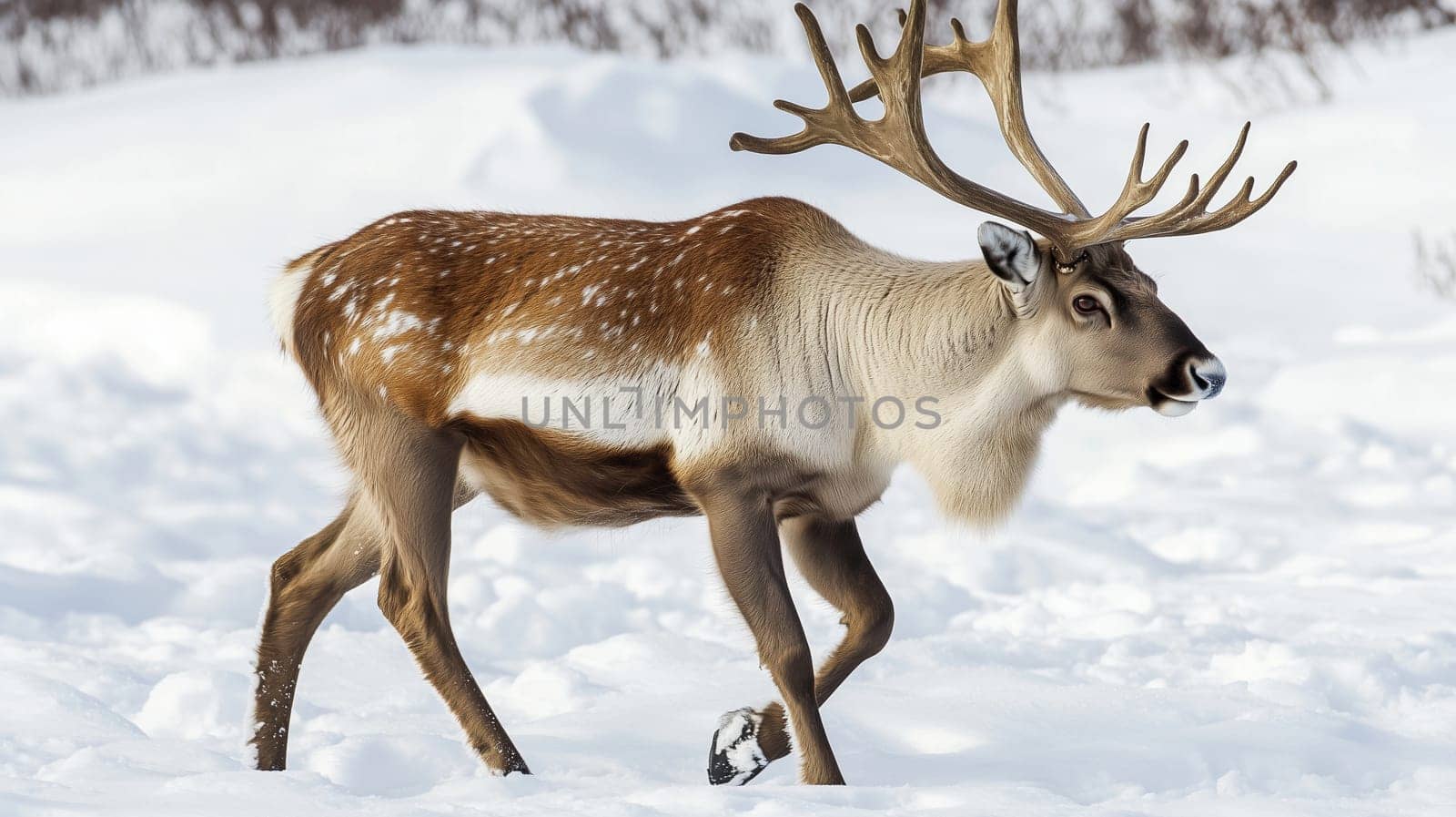 A reindeer with large antlers moves through deep white snow in winter forest