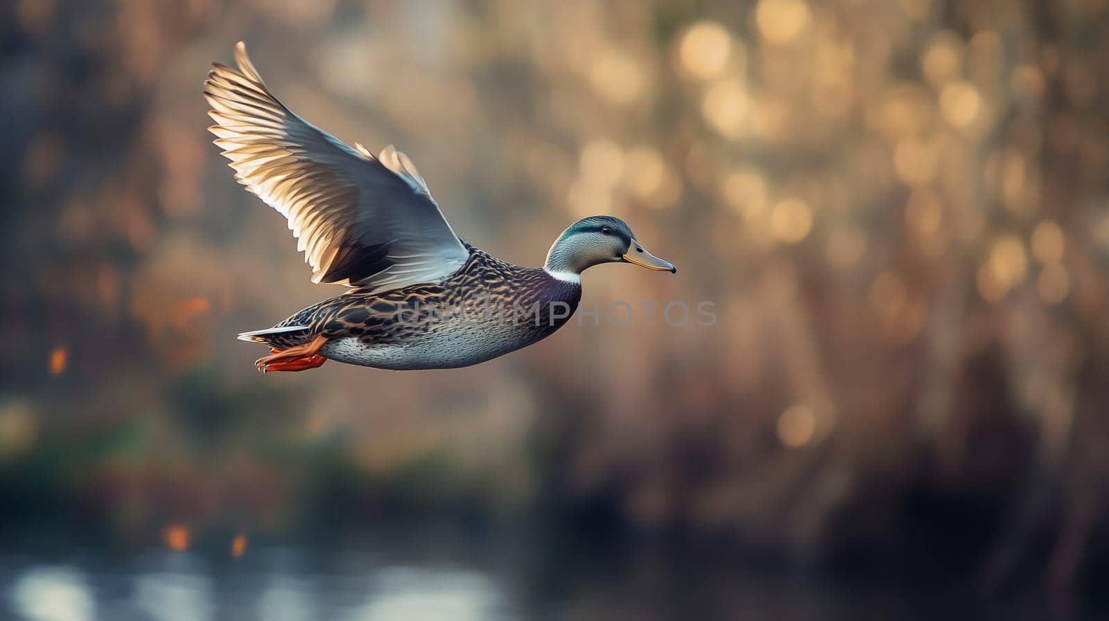 A beautiful duck soars over a calm lake, wings spread wide, wild animal background