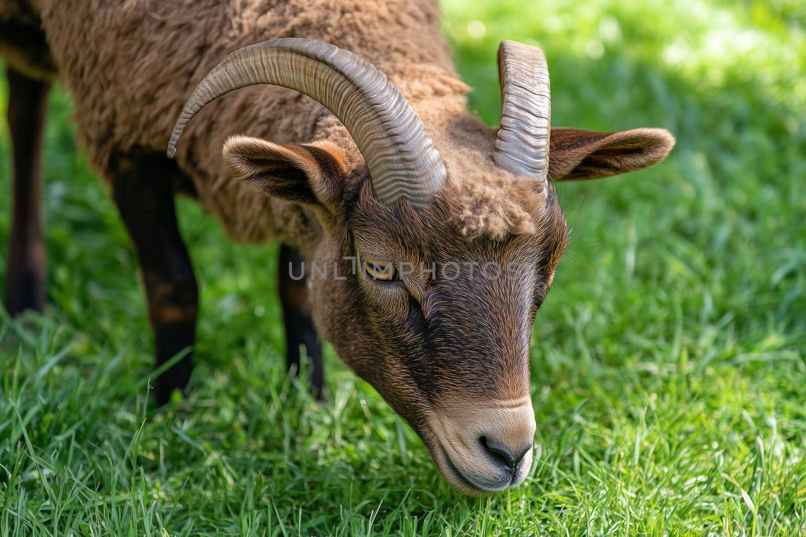 Close-up ram grazes with large, curved horns on a green pasture
