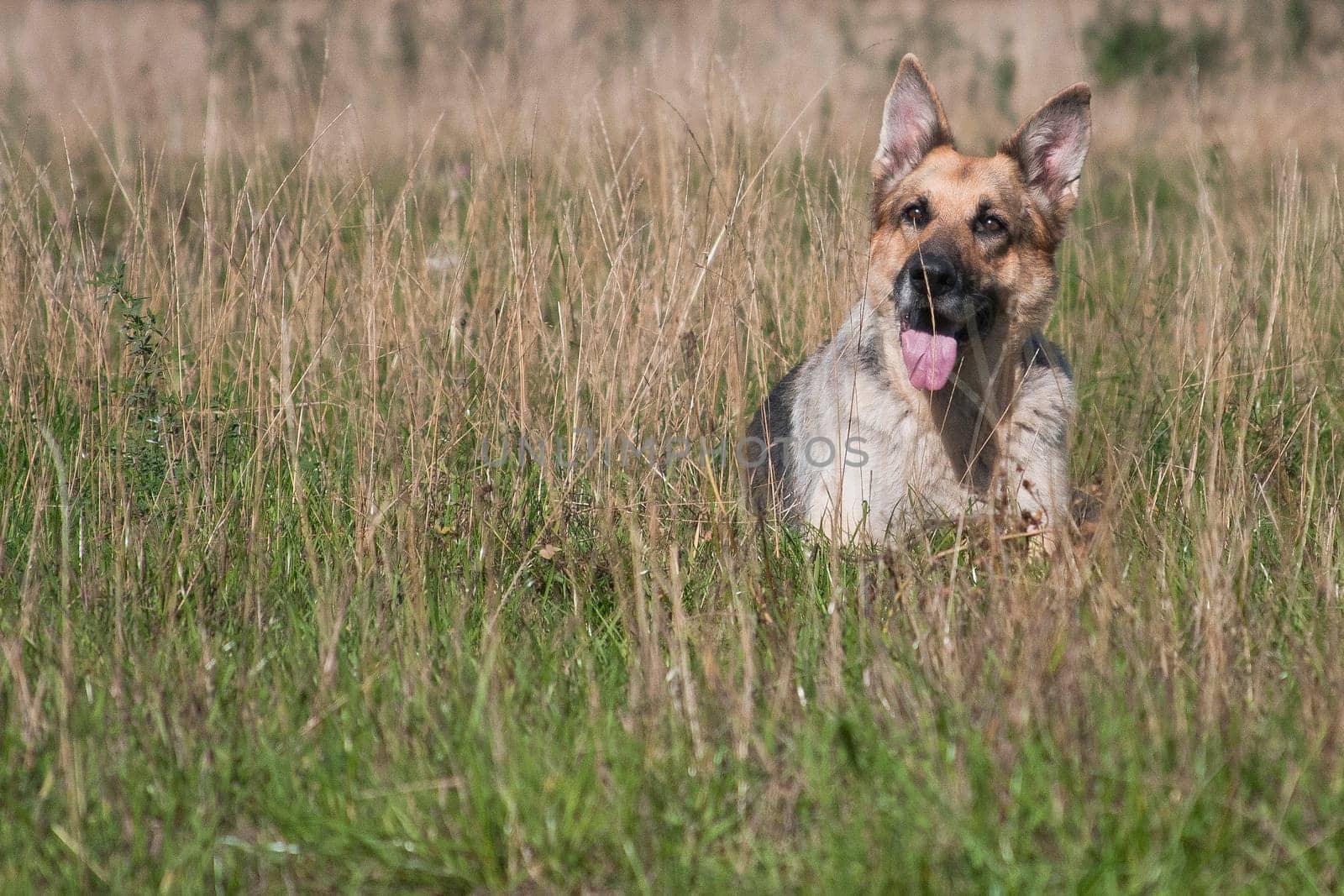 Big gray dog German shepherd breed lies outdoor in summer among grass in the field