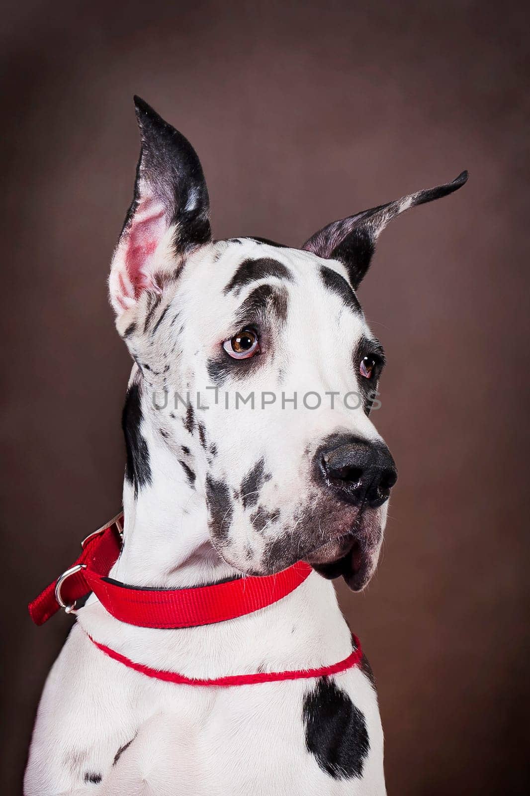 Portrait of a large white-black spotted Great Dane breed dog on a brown background