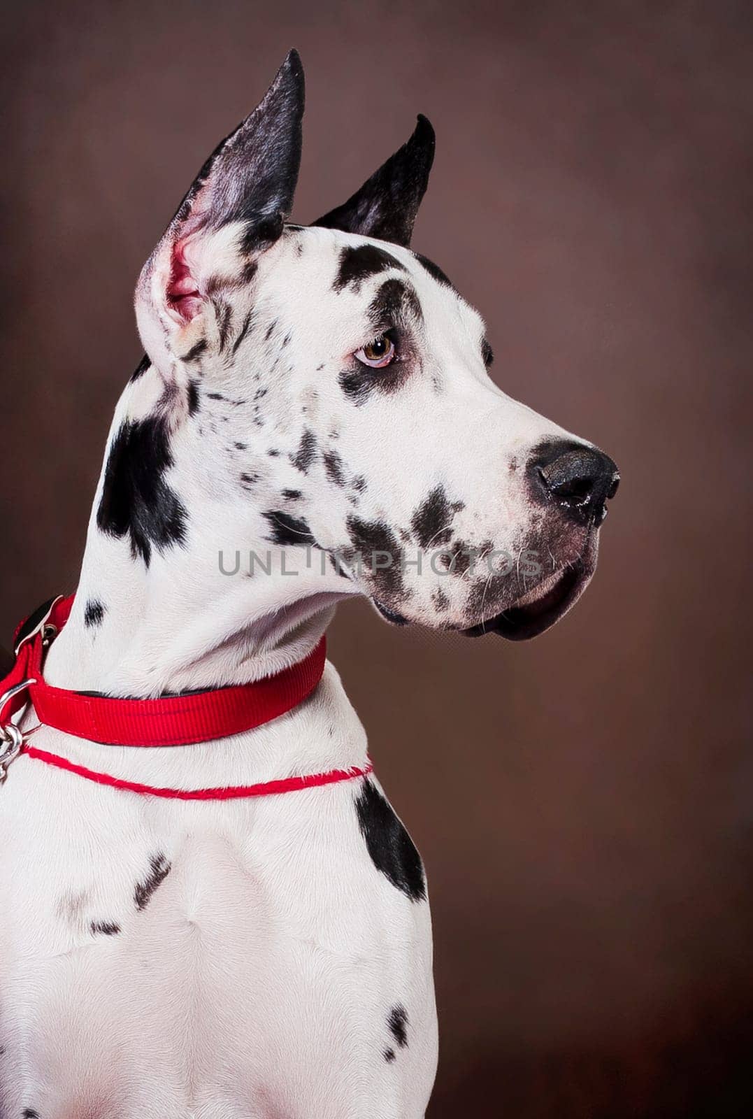 Portrait of a large white-black spotted Great Dane breed dog on a brown background