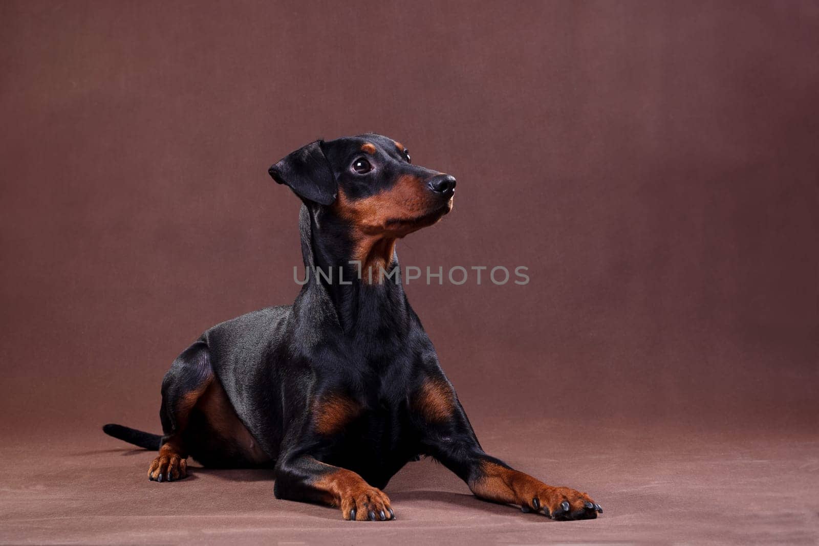 German Pinscher - a medium-sized dog bred in Germany at the end of the 18th century