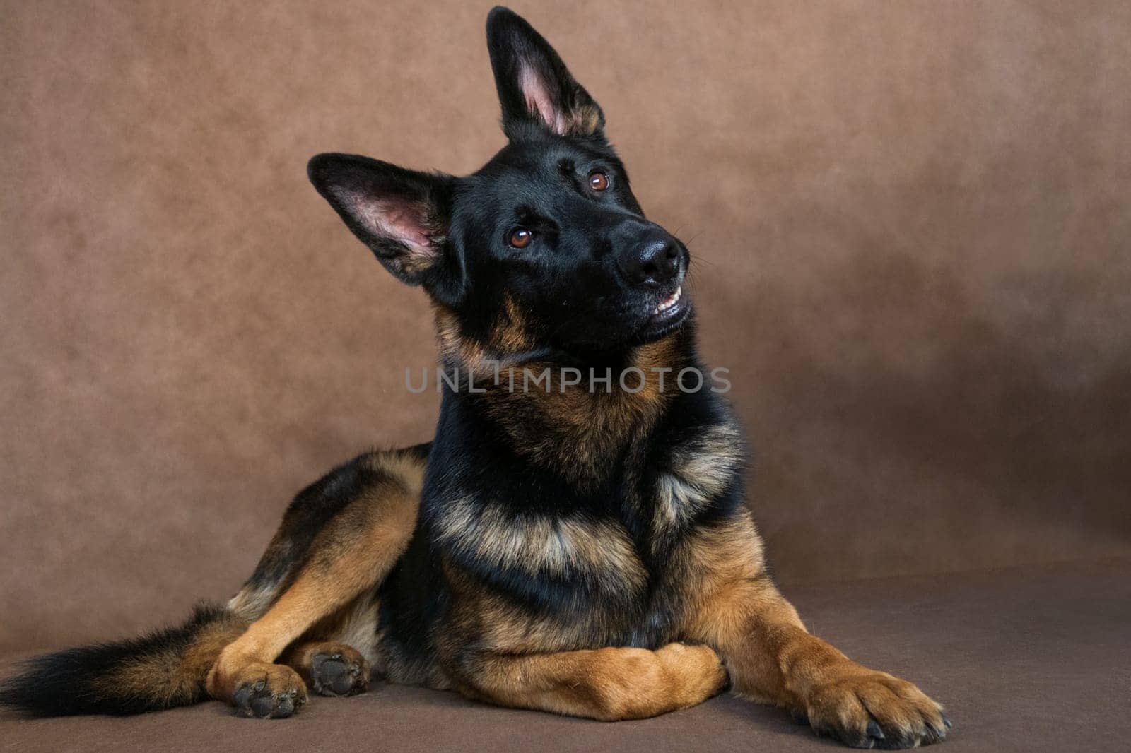 Lying German Shepherd Dog Red-Black Color Indoor in Studio on Brown Background