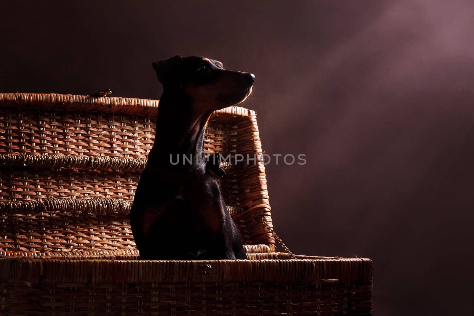 German Pinscher - a medium-sized dog bred in Germany at the end of the 18th century