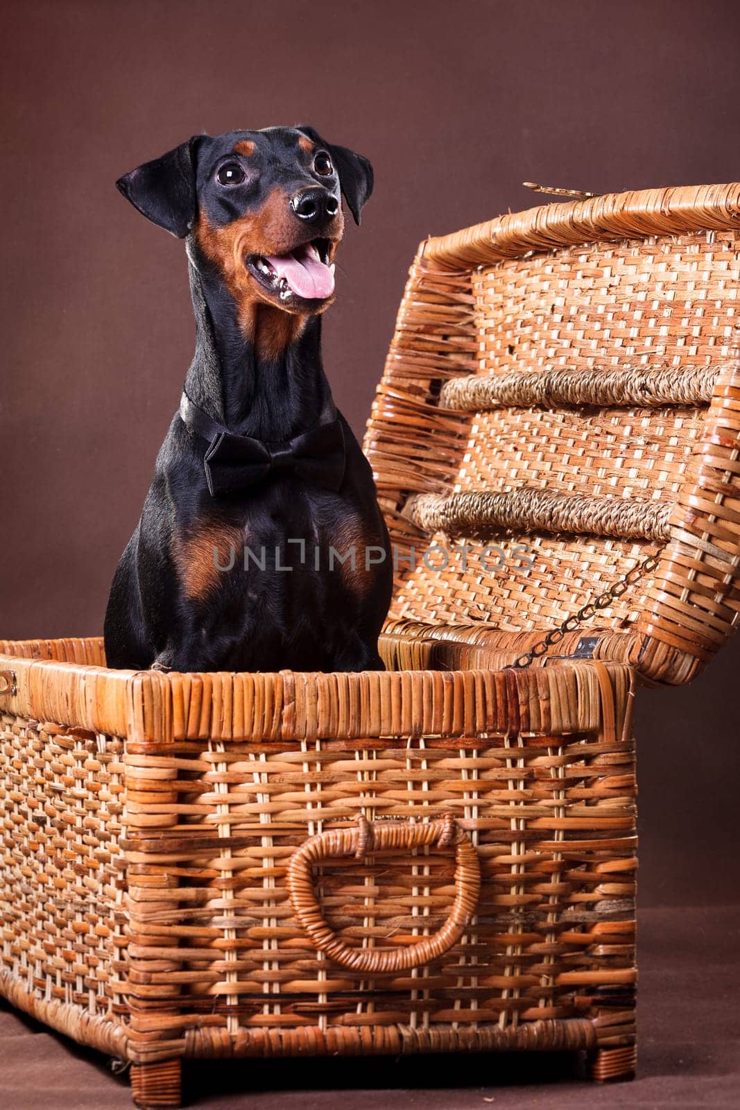 German Pinscher - a medium-sized dog bred in Germany at the end of the 18th century