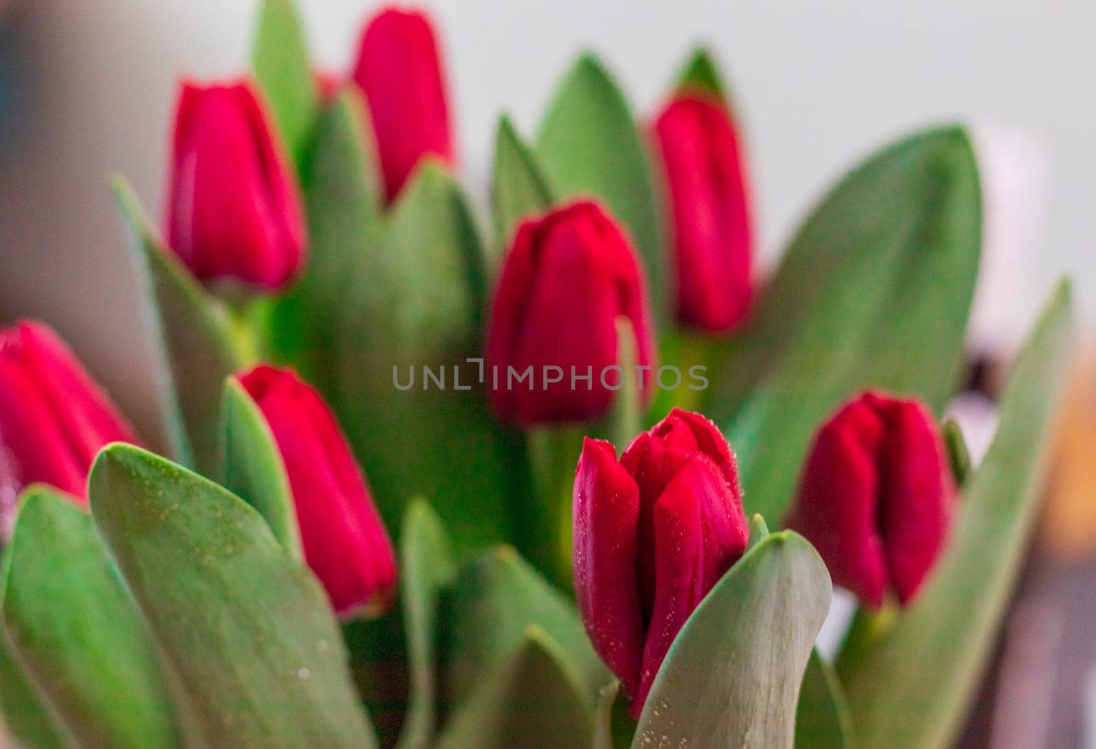 Close up shot of the fresh red tulips