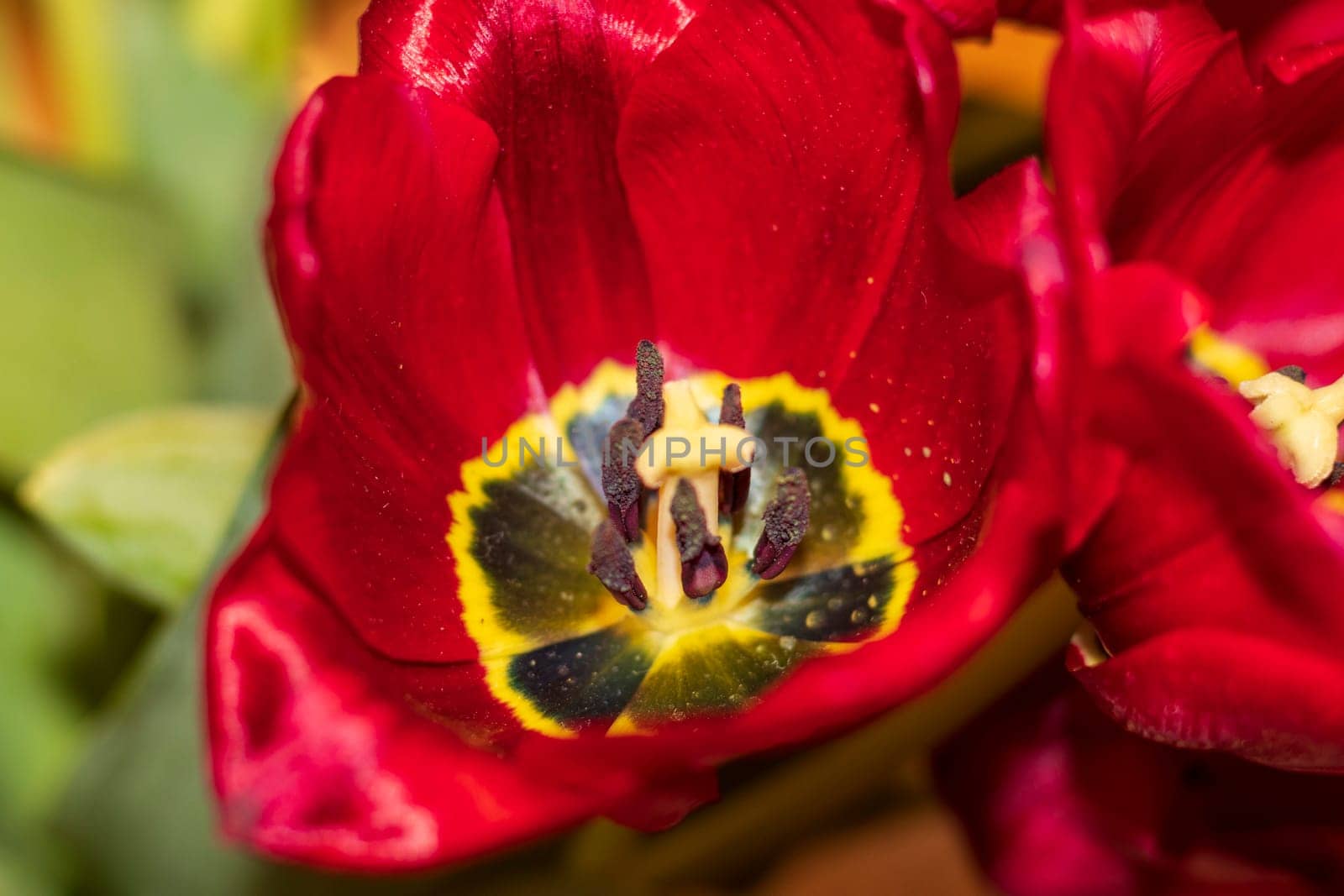 Close up shot of the fresh red tulips.