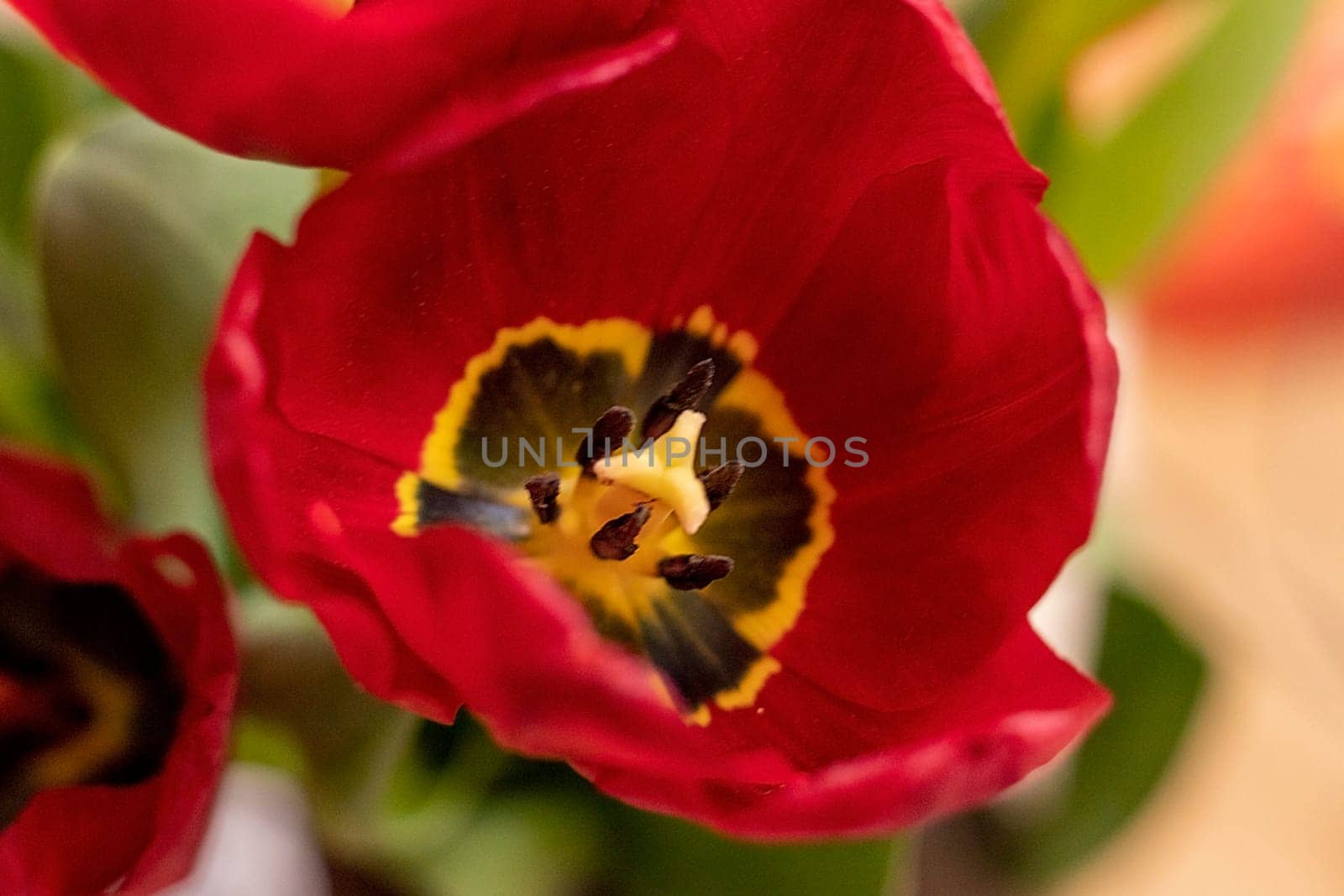 Close up shot of the fresh red tulips
