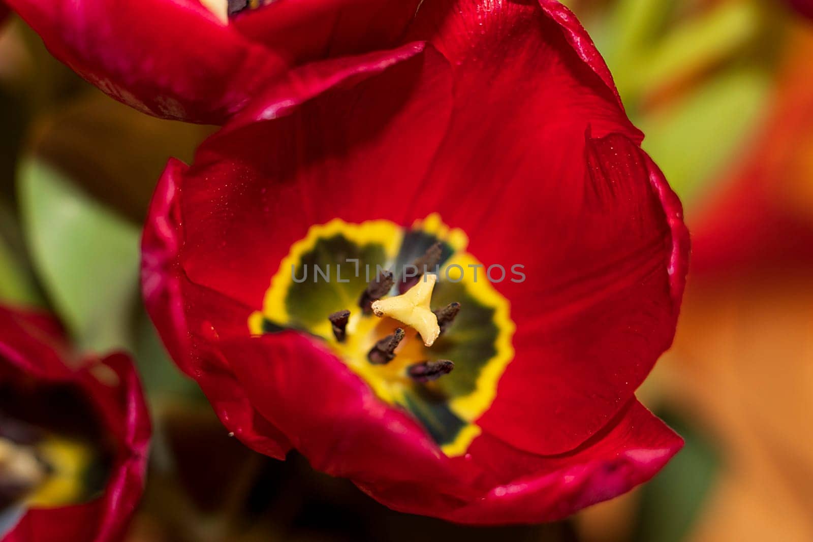 Close up shot of the fresh red tulips