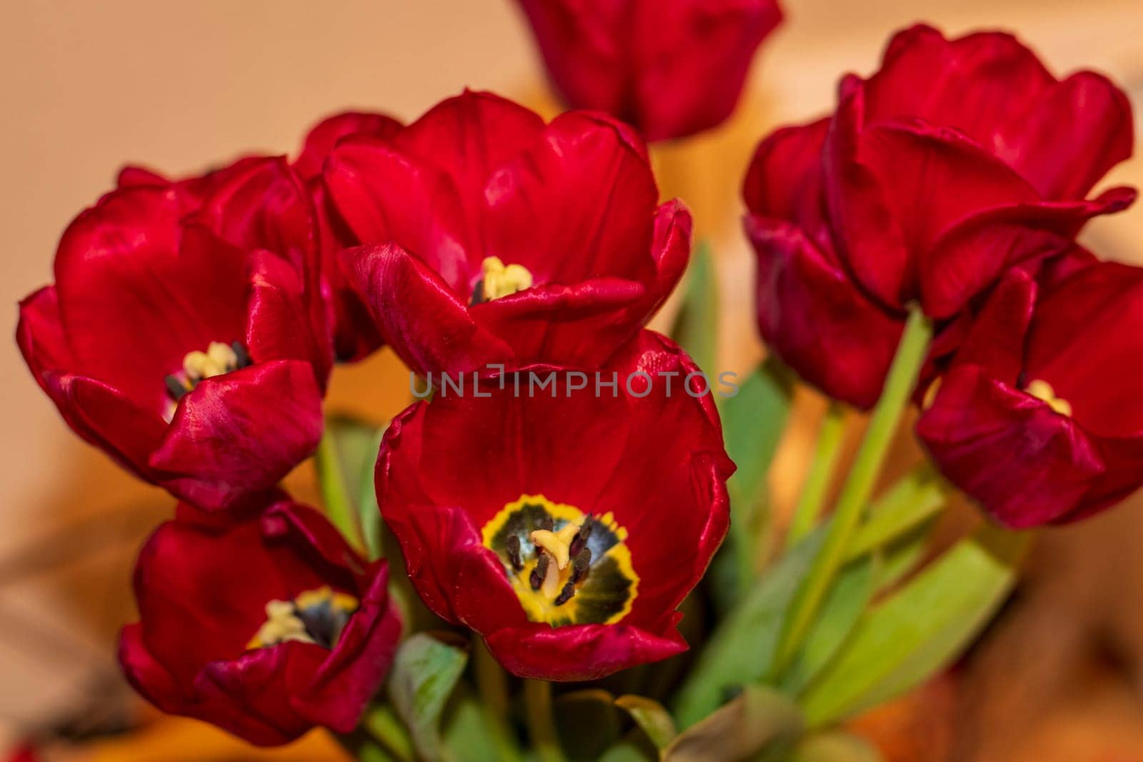 Close up shot of the fresh red tulips.