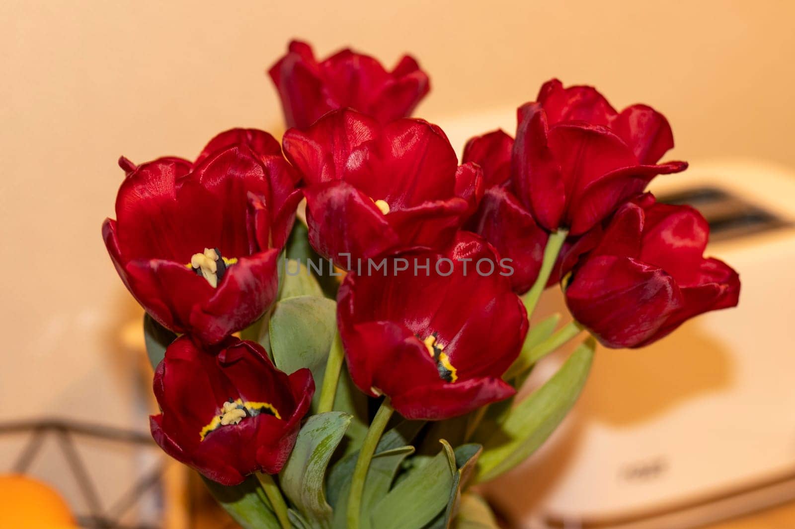 Close up shot of the fresh red tulips.