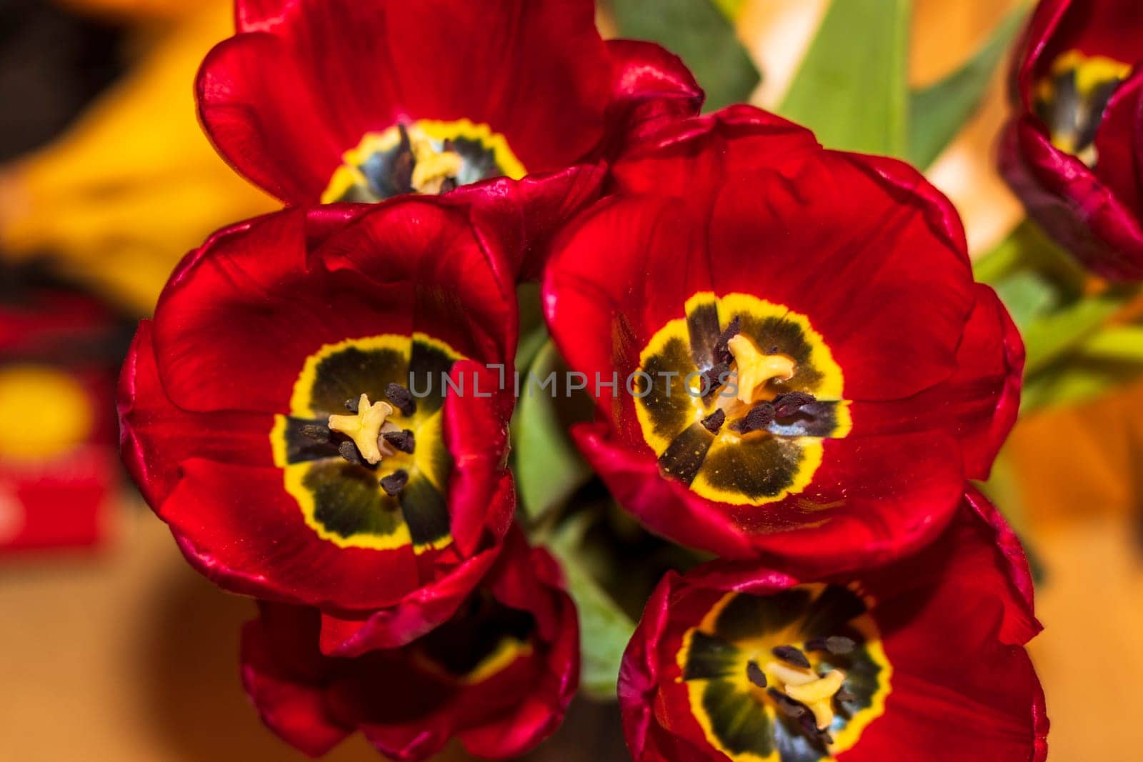 Close up shot of the fresh red tulips.