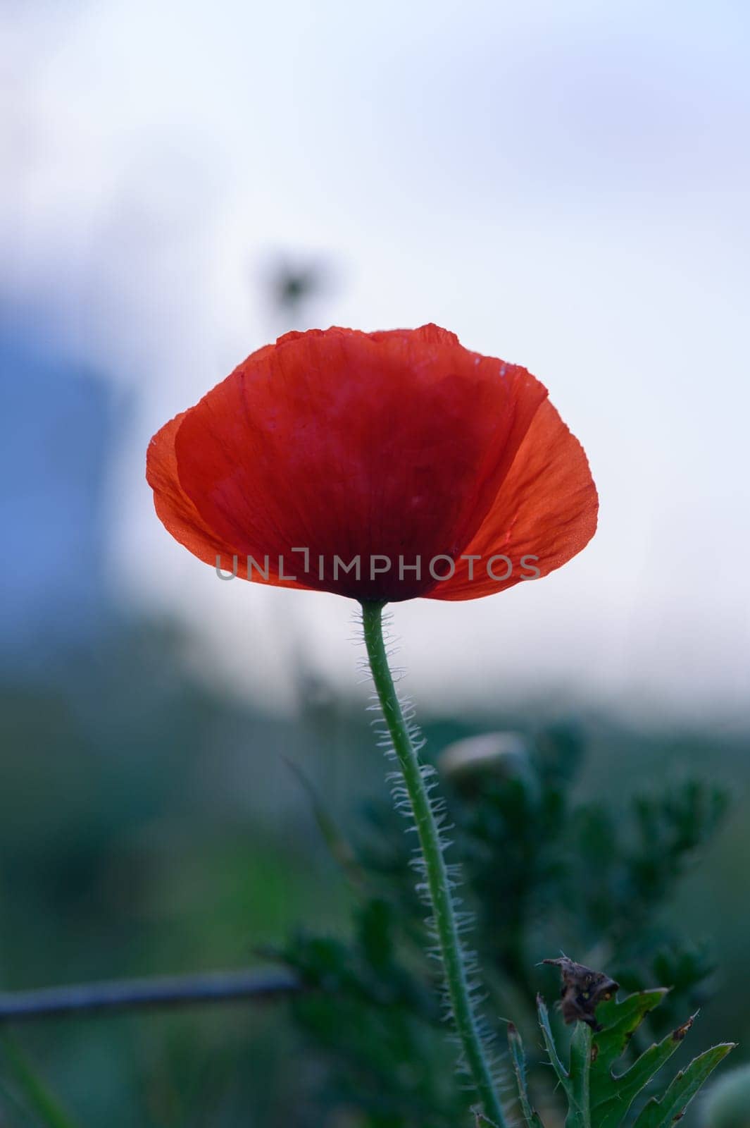 A striking red poppy stands tall against a soft blue backdrop, capturing the tranquility of evening in nature.