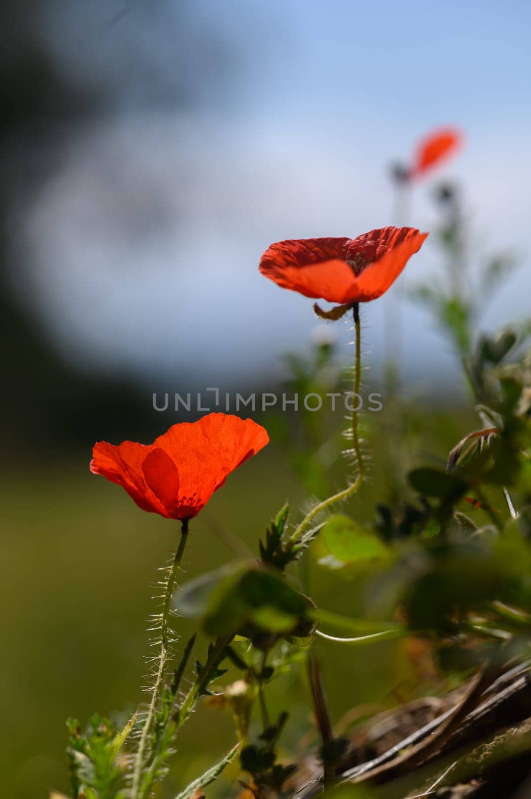 Two striking red poppies stand tall amid lush greenery, basking in the morning sunlight with a calm breeze.