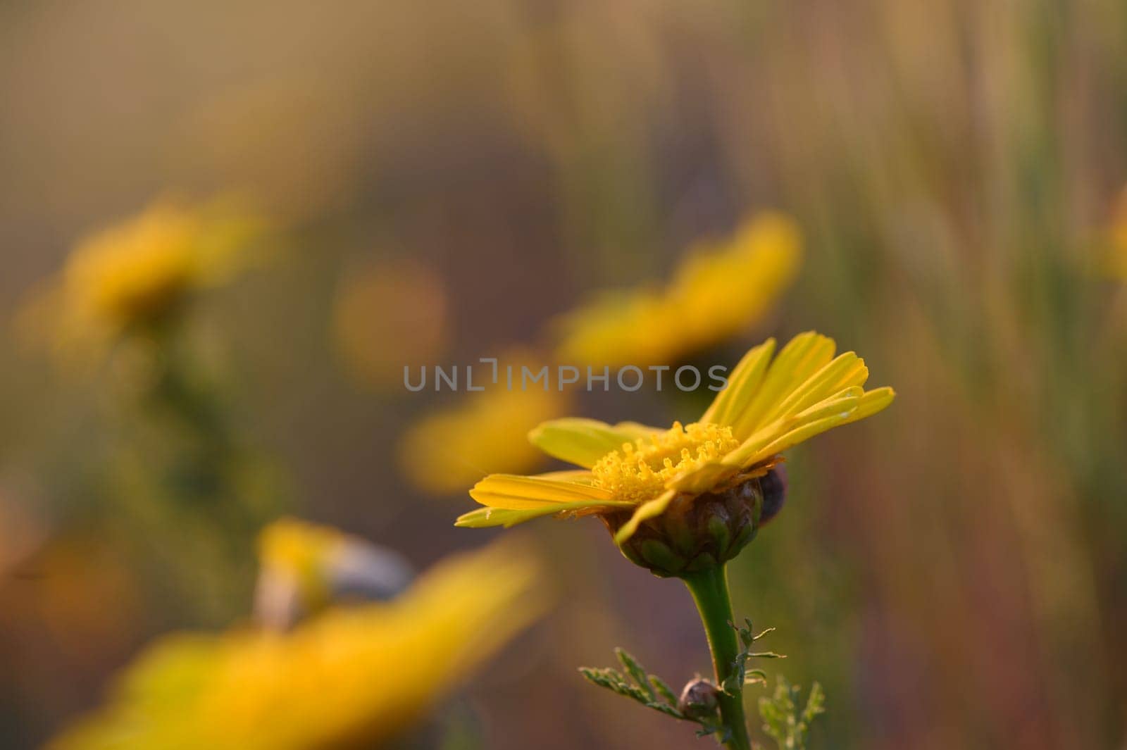 Vibrant yellow blossoms flourish in a field, dancing softly with the breeze under the glowing afternoon sunlight.