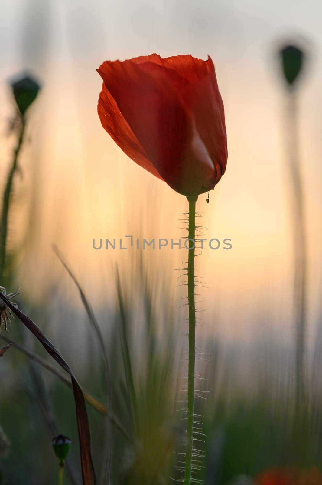 A solitary poppy stands tall in the meadow as the sun sets, casting warm light on the delicate petals and gentle grass.