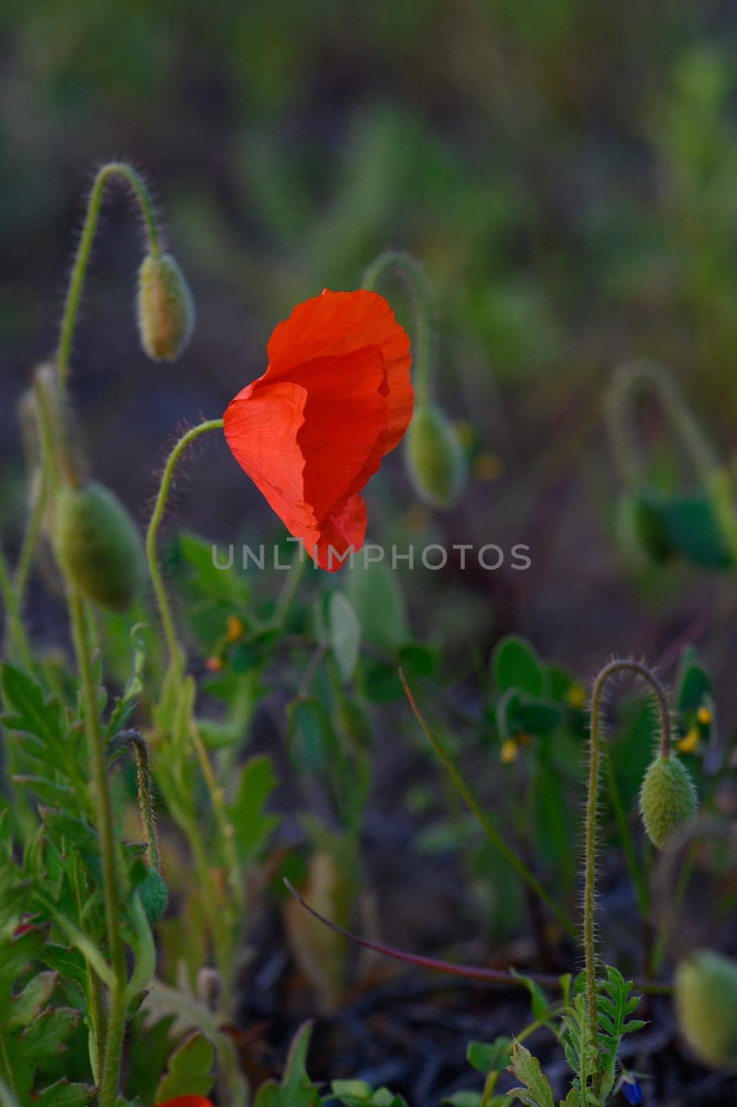 A striking red poppy emerges gracefully among lush green foliage as warm light bathes the landscape.